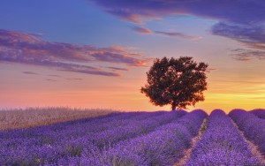 English Lavender field with tree at sunset, Valensole, Alpes-de-Haute-Provence, France