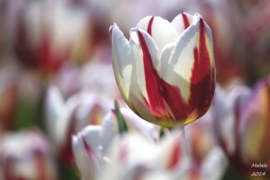 rems_favourite_tulip_by_mddahl-d7m4fjh