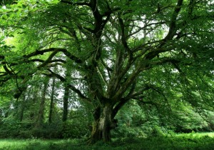the_great_beech_tree_by_navanna